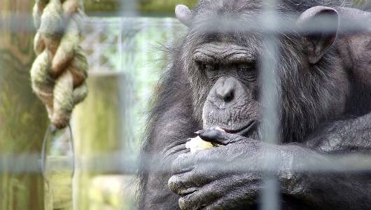 Matt_Dominguez's tweet image. #JobsReport: loving my new job to gain fundamental rights for nonhuman animals at the @NonhumanRights Project.