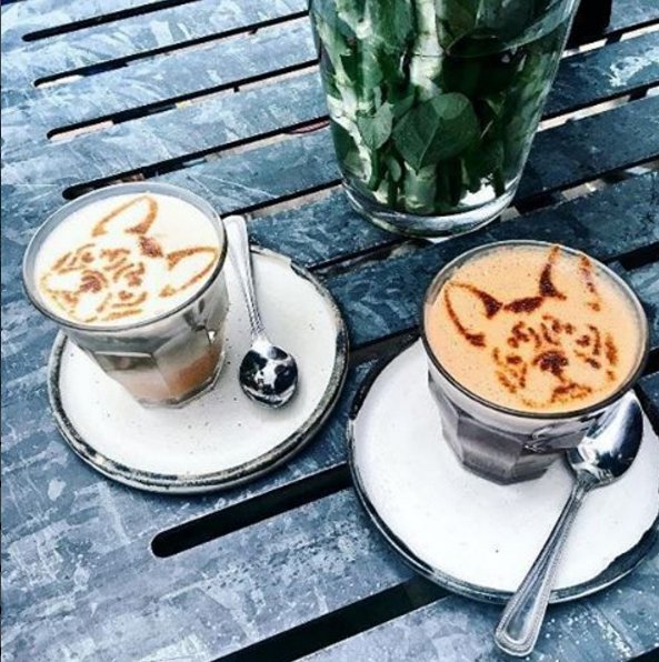 BoxedBeauty's tweet photo. When your coffee is too cute to drink 🐶 RG: @emshelx https://t.co/etO2o2O6Gv