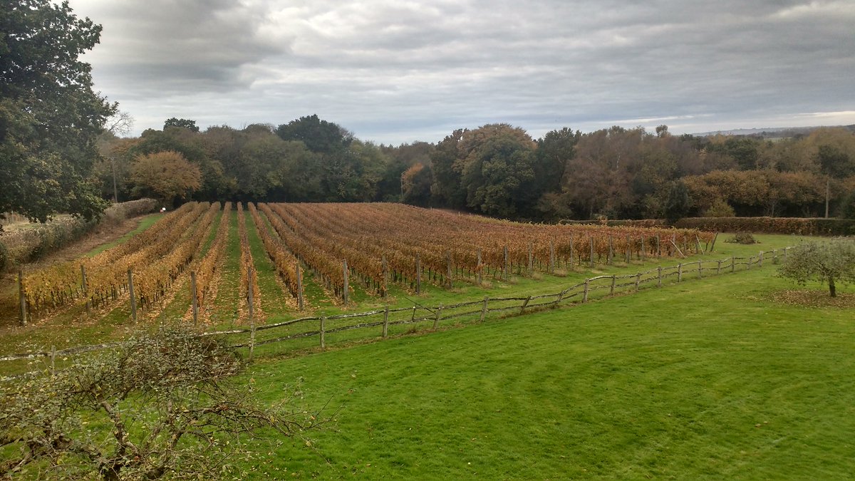 One sharp frost 24 hours ago and a (relatively) green and healthy canopy turns brown. Good job we finished harvest