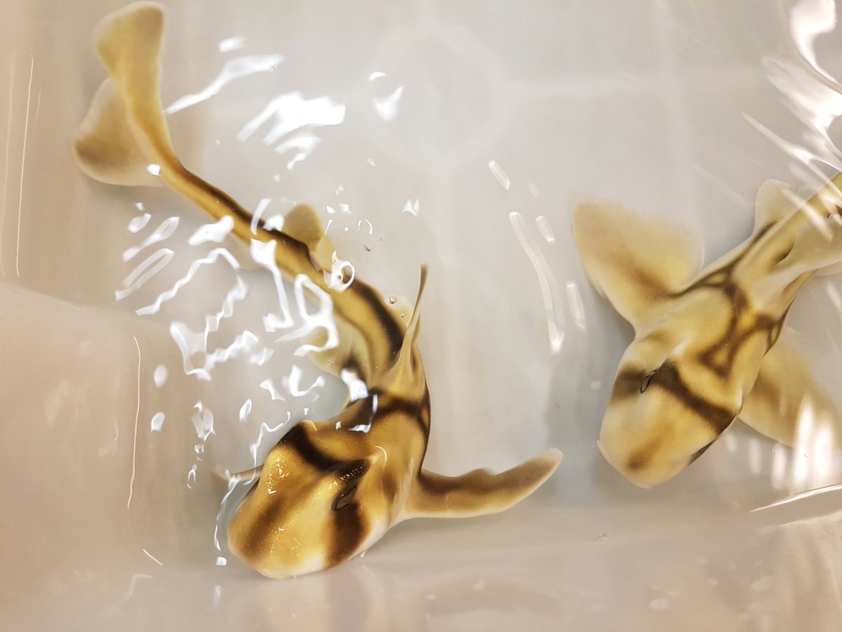 cdowns97's tweet photo. Port Jackson Shark Research! <3 #SharkBabies https://t.co/4WieJ4ozAl