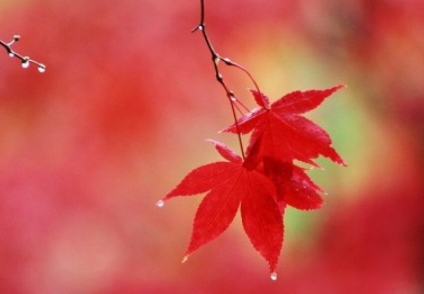 자신이 하는 말을 
상대방이 듣게만 할 것이 아니라 
이해를 시켜야 한다. 
즉 말에는 기억력과 지성과 상상력이 자연스럽게 조화를 이루어야 한다. 

- 주베르 -