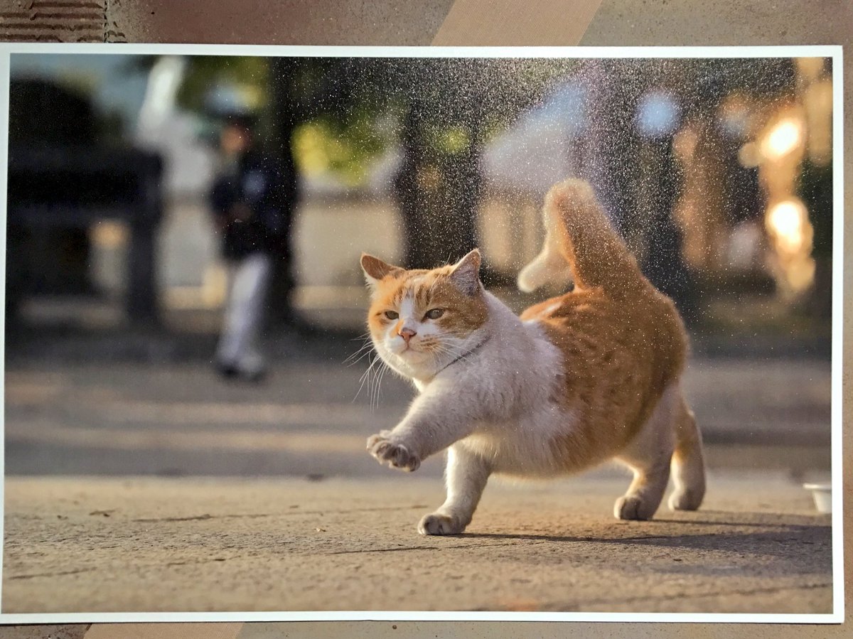 nyaaa_____nchu's tweet photo. 赤レンガのねこ写真展のお気に入り https://t.co/Glx54WBj34