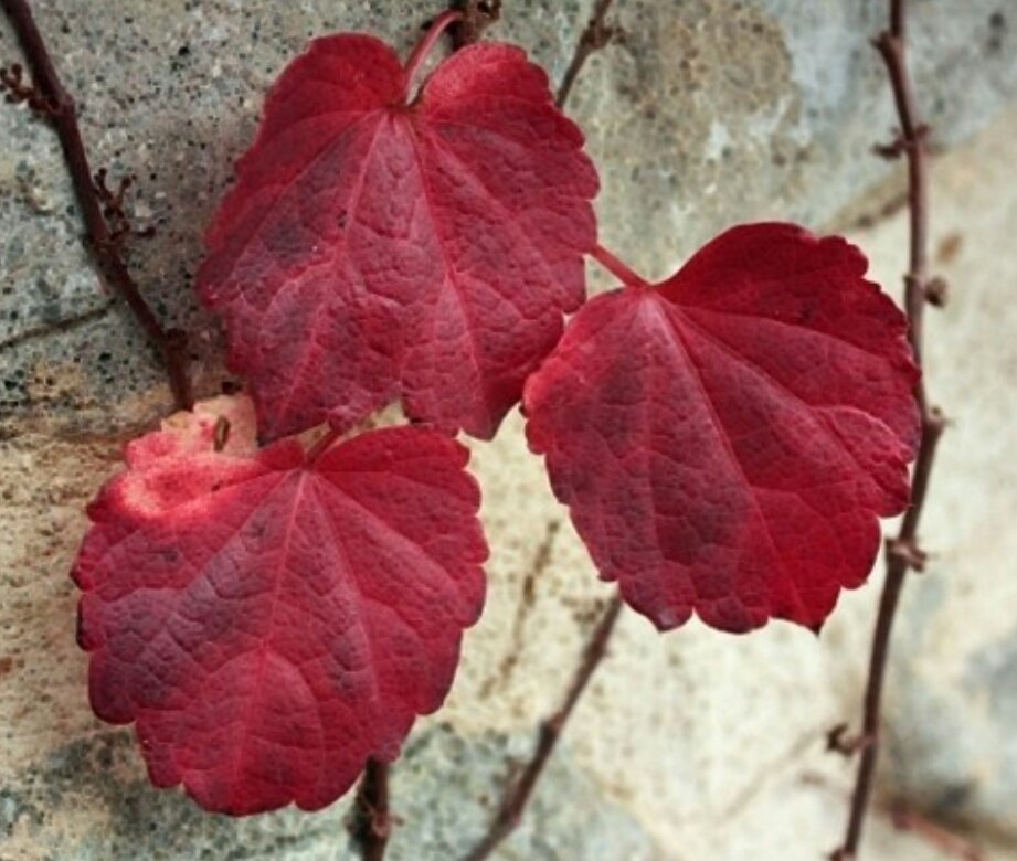 사람은 모름지기 
매일 몇 곡의 노래를 듣고, 
좋은 시를 읽고 아름다운 그림을 봐야 한다. 그리고 좋은 말을 나눠야 한다. 

- 괴테  -