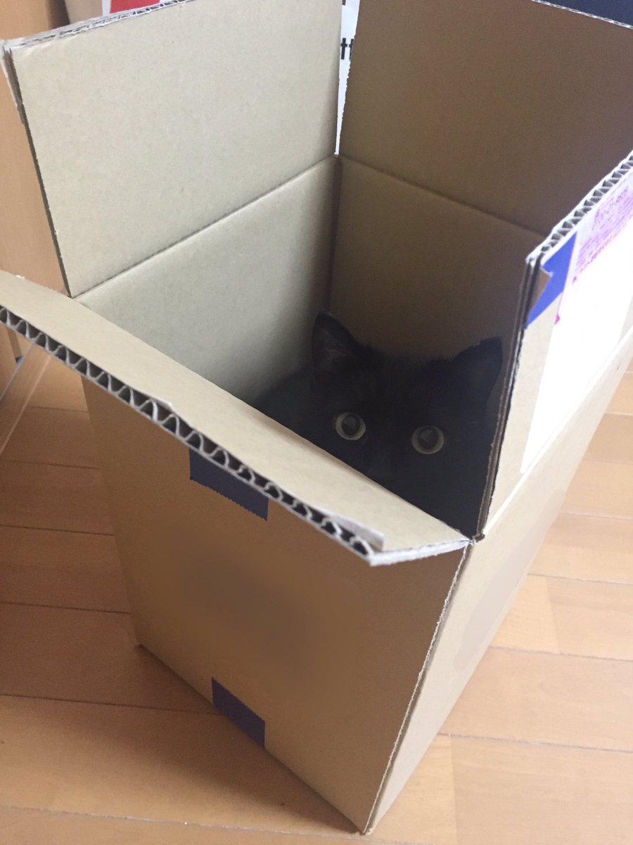 まっくろくろすけ出ておいで 各ご家庭に出没するリアルまっくろくろすけたち Togetter