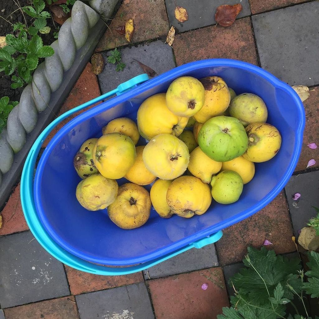 picknmixplants's tweet photo. It's quince season! 🍐 #quince #quinceseason #quincejelly #picknmixplants #surpriseboxes #s… https://t.co/yJTAoLut72 https://t.co/zZUdOFrpTE