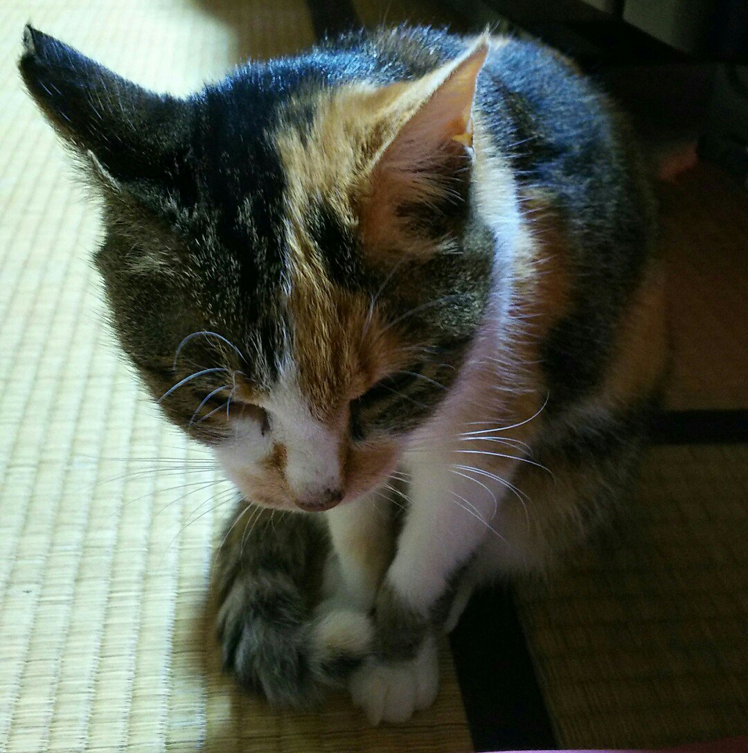 寒くなってきたニャ 猫さんたちのしっぽマフラーが発動される季節になりました Togetter 寒くなってきたニャ 猫さんたちのしっぽマフラーが発動される季節になりました Togetter