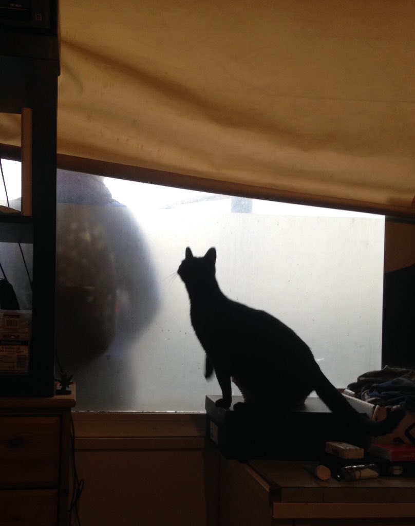 MouynatA's tweet photo. "Qui est tu et que fais tu devant chez moi ?" 😅
#ChatDeGarde https://t.co/aM4quPGXMW