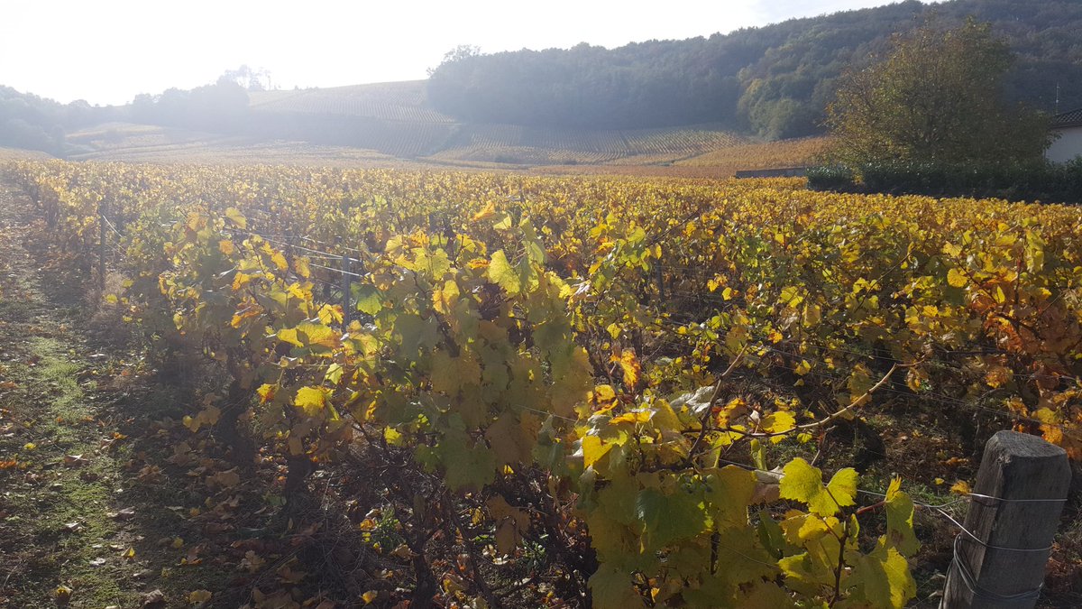 AUM Biosync tweet media