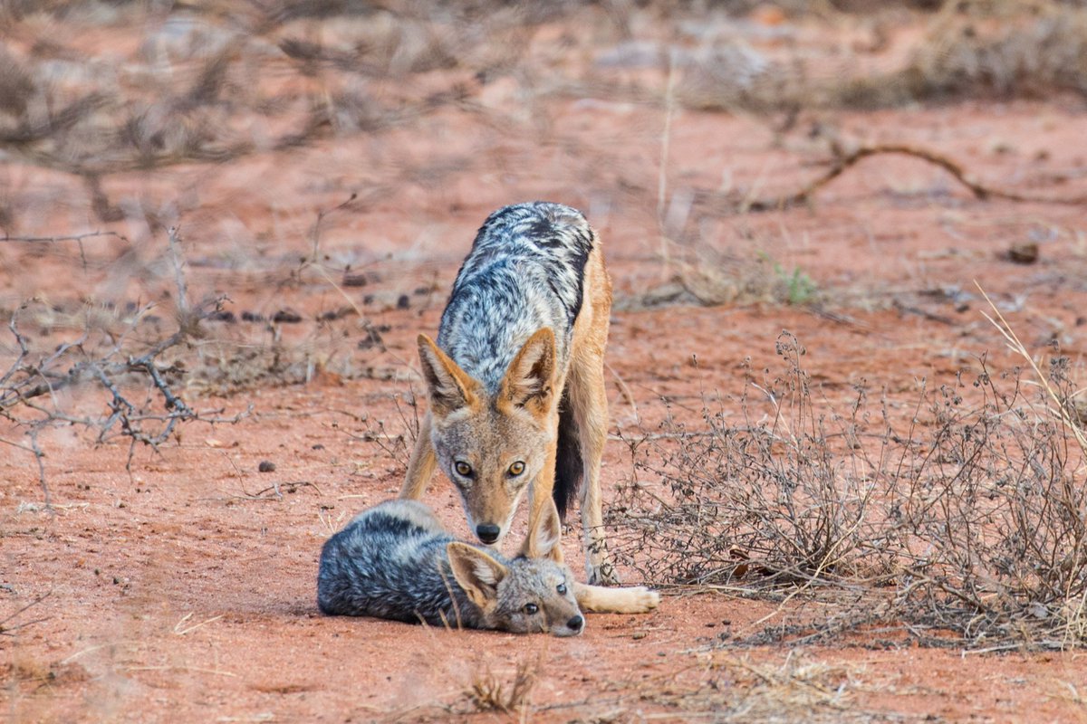 limpopolipadi's tweet photo. Great picture by @corneliedejong, of the Jackal cubs being looked over by one of the parents...

#africa #conservation #wildlife #botswana https://t.co/2GiZiMGTGS