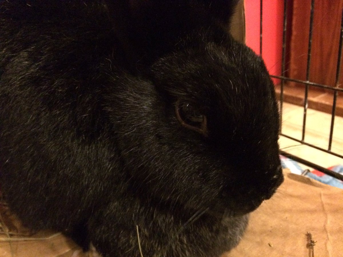 PreciousTroubl1's tweet photo. Lily: my breathing is more regular but I'm still refusing to eat. Mom is going to stop at the vets and get a syringe https://t.co/pf5ImVAhgx