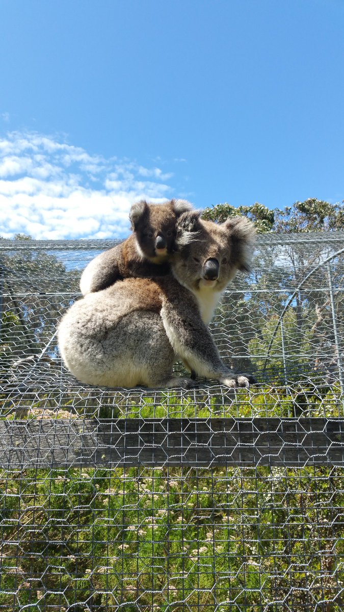 Some locals visiting the @ConservationEC Tiger Quolls!