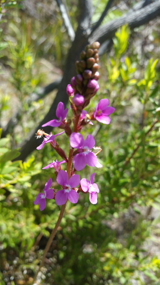 Got a bit 'trigger' happy with the camera in the field today