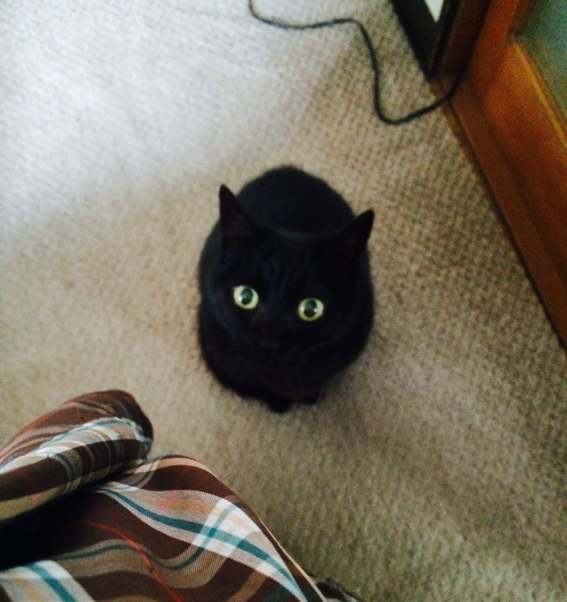 まっくろくろすけ出ておいで 各ご家庭に出没するリアルまっくろくろすけたち Togetter