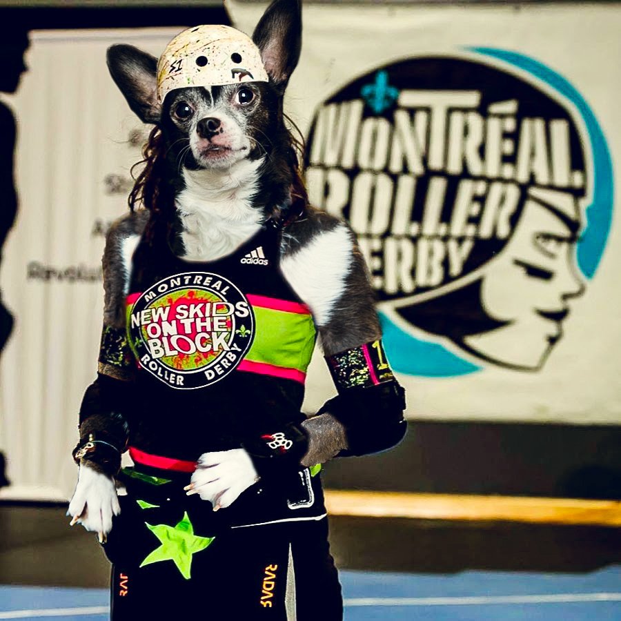 LightningSlim1's tweet image. Miracle Woofs is ready for today's action to start!
#talk2wftda #dogsofwoofta #dogsofwftda