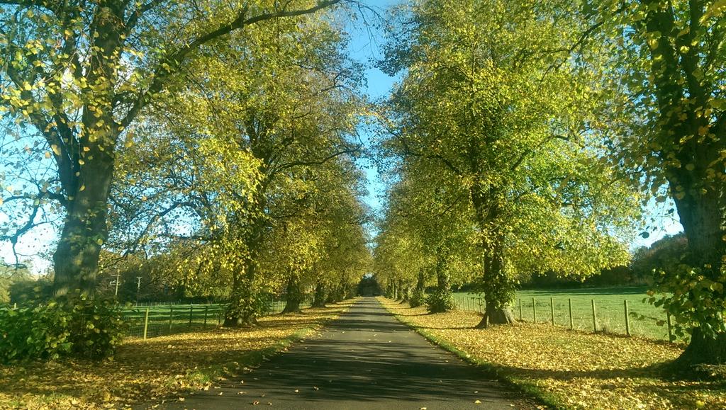 Check out the autumn colours <a href="/blagdonestate/">Bob Downer</a> taken by butcher <a href="/rib_whyaye/">Vincent Syson</a> on the #Friday beef run <a href="/CAupdates/">Countryside Alliance</a>