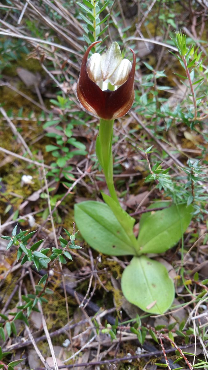 Stunning little Leafy Greenhood orchid during colony surveys @ConservationEC with <a href="/victoriauninews/">Victoria University</a>