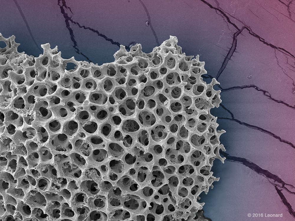 Andrew_Leonard's tweet photo. Art from the Sea. #InnerSpace #Zooplankton #InteriorDesign #ArchitecturalDesign #NYCArt #ScienceArt #APLMicroscopic #ScienceFact #ByOurArt https://t.co/E257qYCOkm