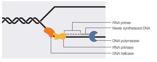 download durability of strain hardening fibre reinforced cement based