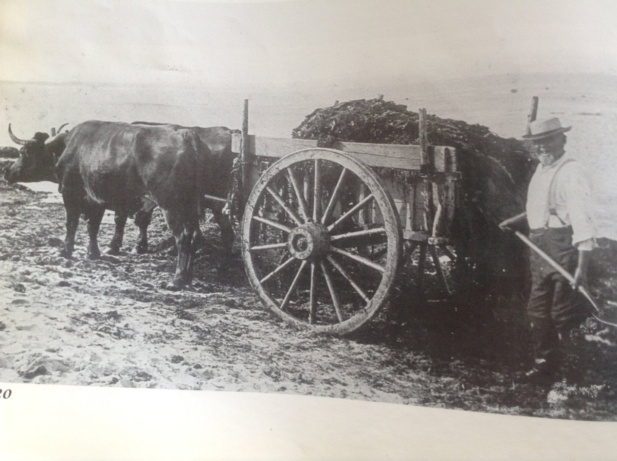 Baker Creek Seeds (rareseeds) Twitter