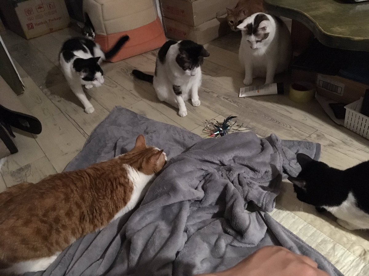 책읽는고양이 tweet media