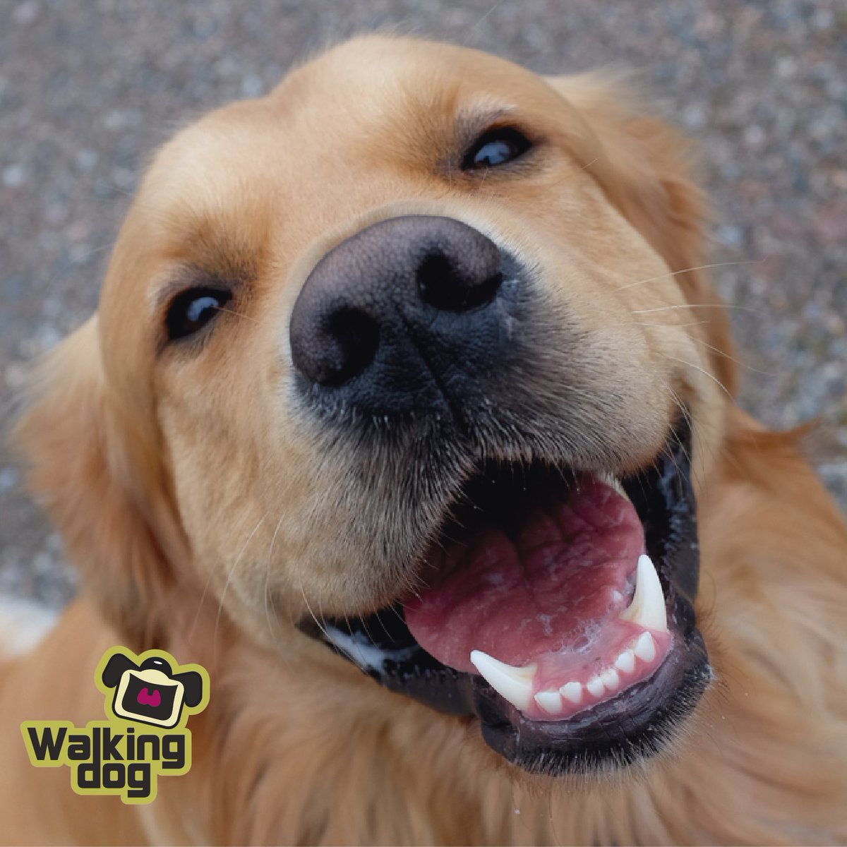 WalkingdogMx's tweet photo. #BuenViernes así nosotros preparándonos para un #FelizFinde 😁😀😁🐶❤️ https://t.co/zsidSWyMZJ