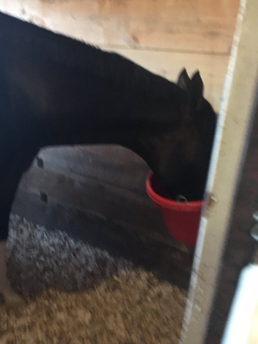 TTAtexas's tweet image. TEXAS CHROME is enjoying his breakfast on Breeders' Cup Dirt Mile morning! #hometownhero