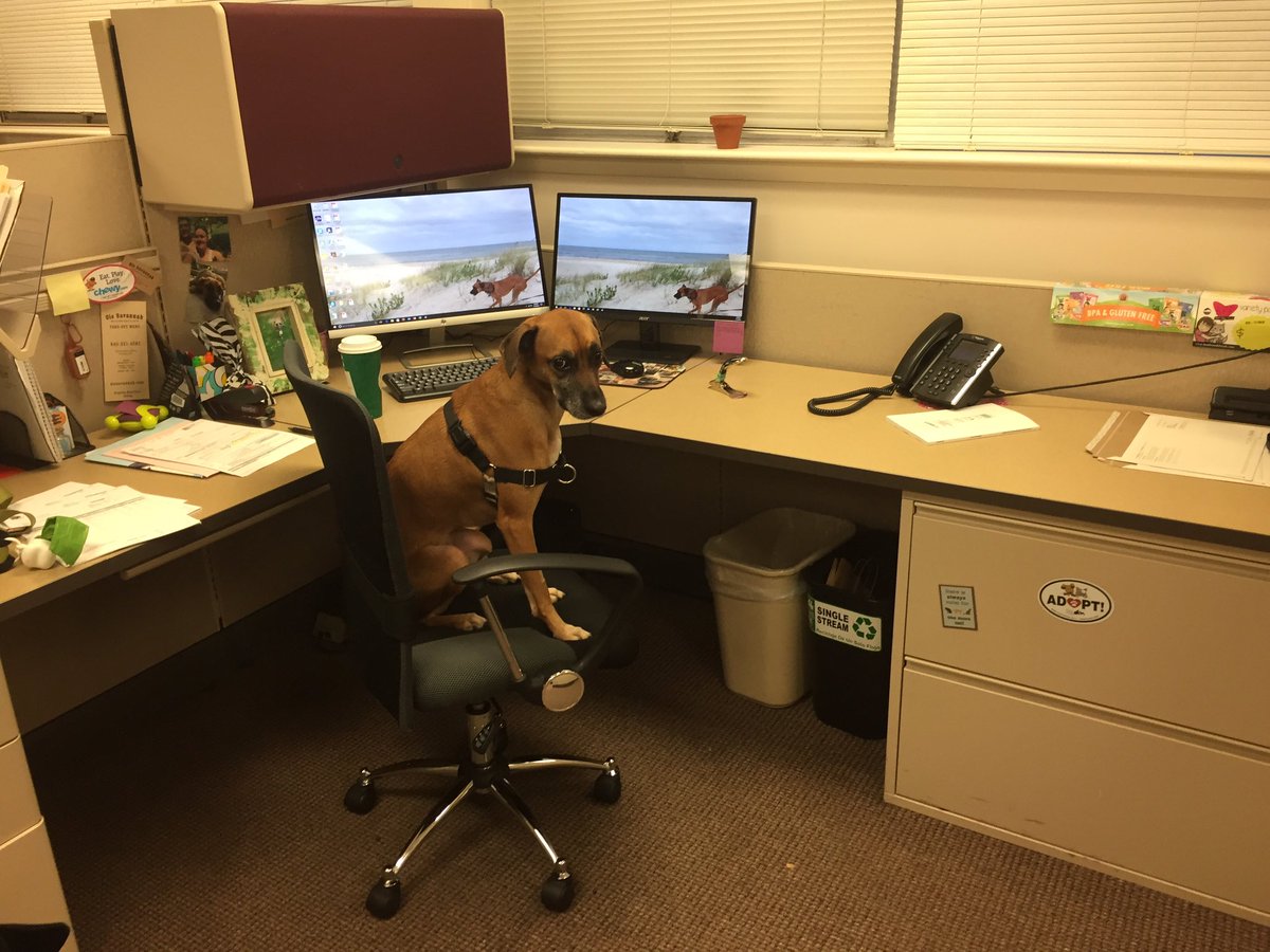 Bosque530's tweet photo. Processing some dog food orders! #workingpup https://t.co/4mbxmNNYmU