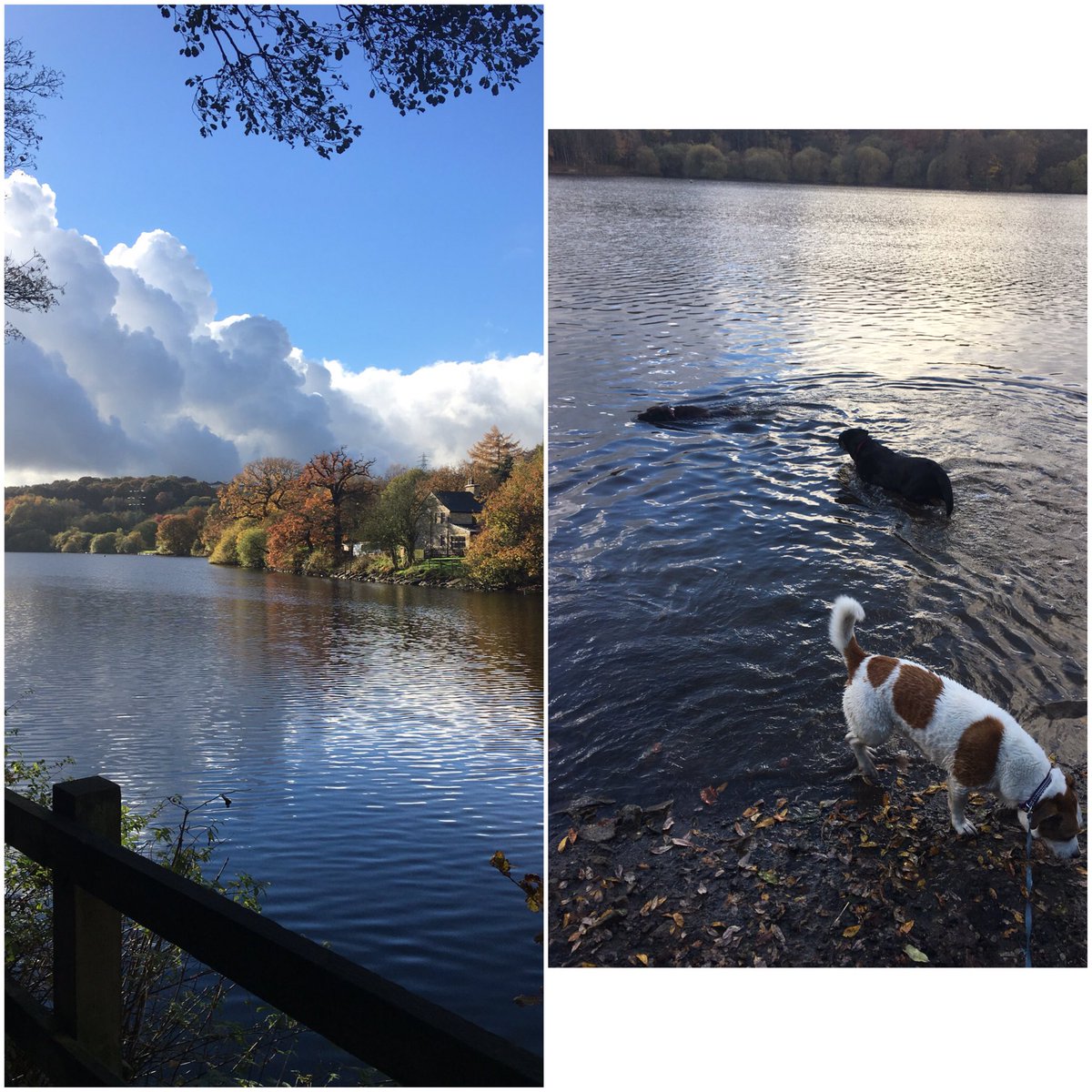 dogwalking70's tweet photo. A break in the rain and I still get wet 😂☔️! the gang today ! https://t.co/LaJhBboBuM