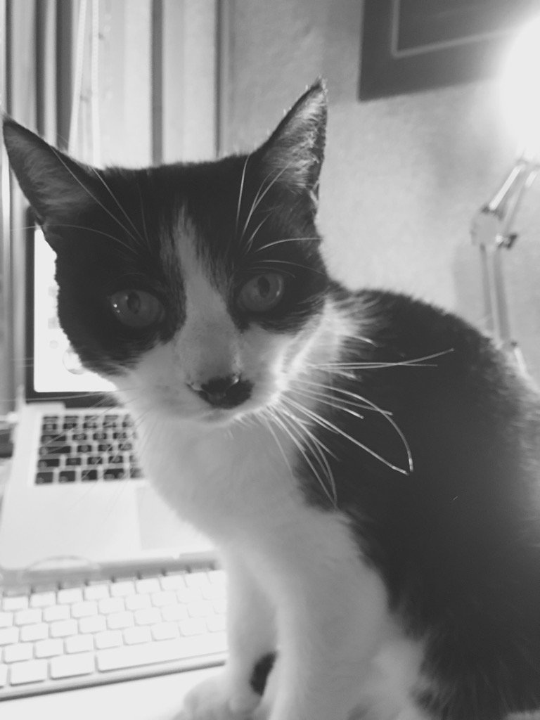 PookyH's tweet photo. Stop working and cuddle me!
#proCATstinating https://t.co/kpthbncI6U
