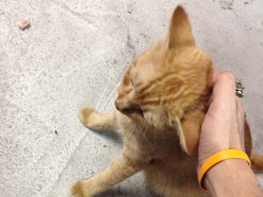 SSURX5's tweet photo. เพื่อนเหลืองขี้อ้อนละเกิล https://t.co/erexq0BEbM