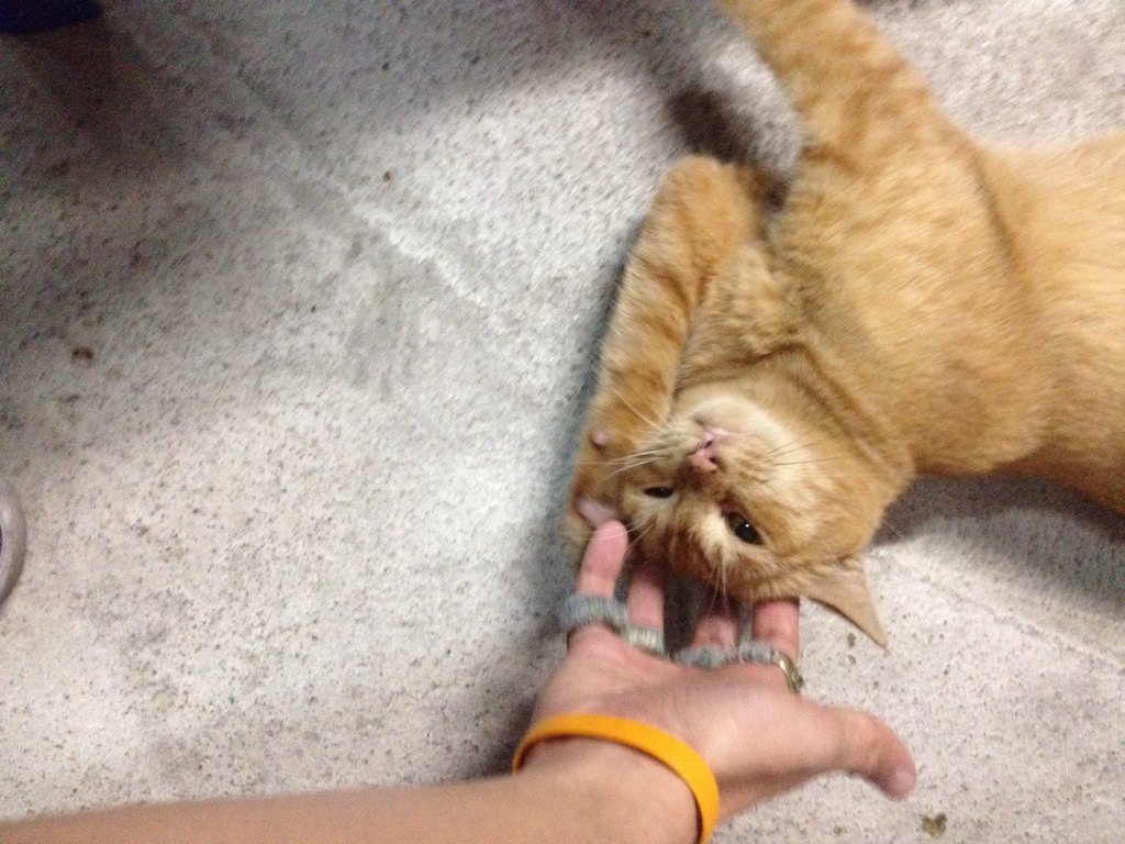 SSURX5's tweet photo. เพื่อนเหลืองขี้อ้อนละเกิล https://t.co/erexq0BEbM