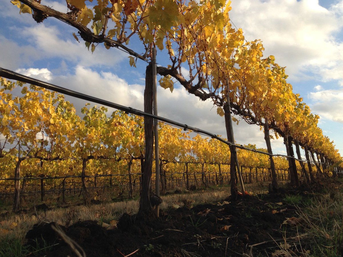 ghwine's tweet photo. Come taste our two newest wines, the 2013 Estate Tempranillo and our first ever 2014 "Obligatory" Syrah! #WWfallrelease #WWwine https://t.co/pthf86gwkL