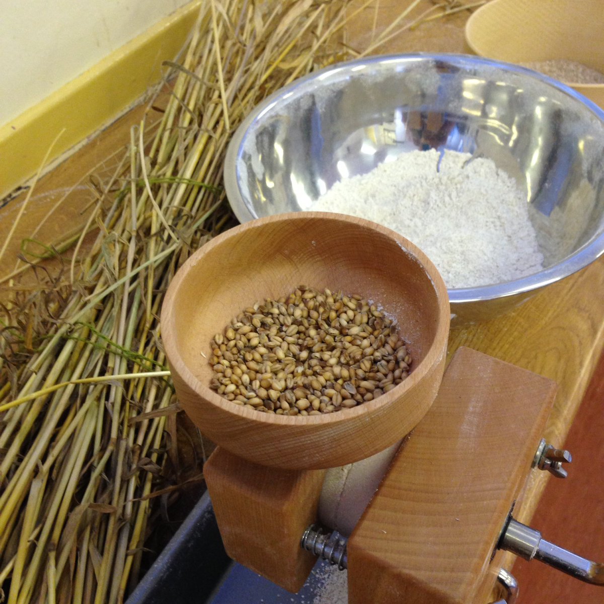 Today we milled #Glasgow wheat grown <a href="/sowingforpossil/">Concrete Garden</a> and made tasty rolls, loaves and chapatis! @scotlandbread