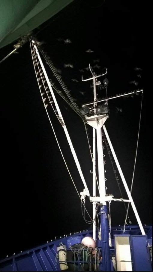 Zorzales. Foto realizada a 10 millas de la costa de Bizkaia vemos como los zorzales entran por mar al estar Pirineos con niebla