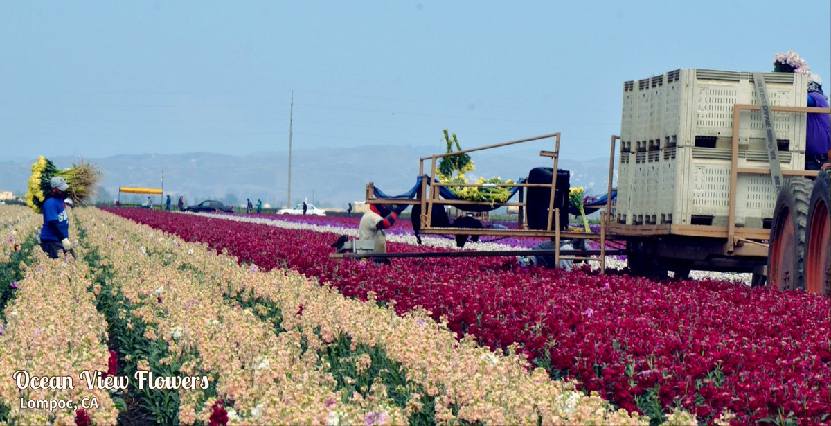 OVFlowers's tweet photo. Yes... stock is a fall flower... and winter and spring and summer... #cagrown #americangrown #originmatters #flowerfarmer #allyear https://t.co/kApCPcH4Xp