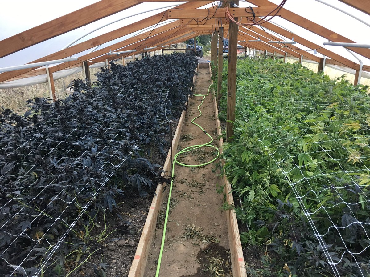 SmokeOneOrTwo's tweet image. Grow season coming to a close this year. #mmj #pot #stoners