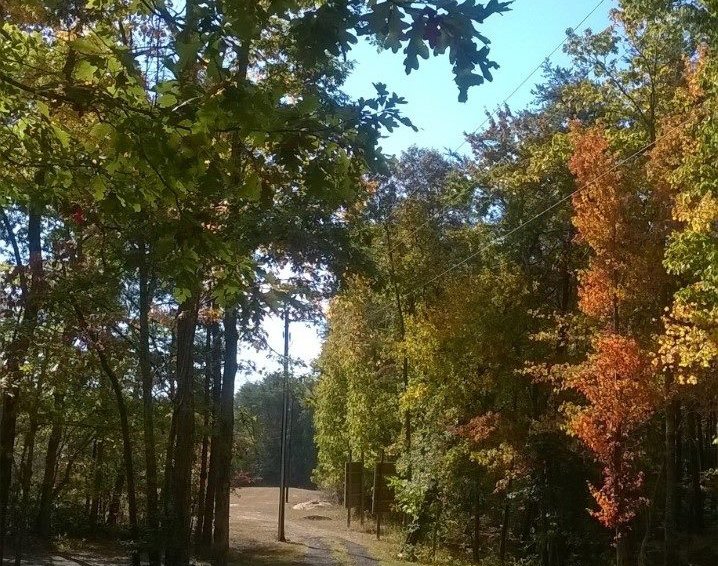 friendsgapark's tweet image. #FallFoliage #Hike tomorrow &amp;amp; Sunday: 2 PM to 3 PM at Cloudland! #LeafID #guidedhike #risingfawn #georgia @foccsp @GaStateParks