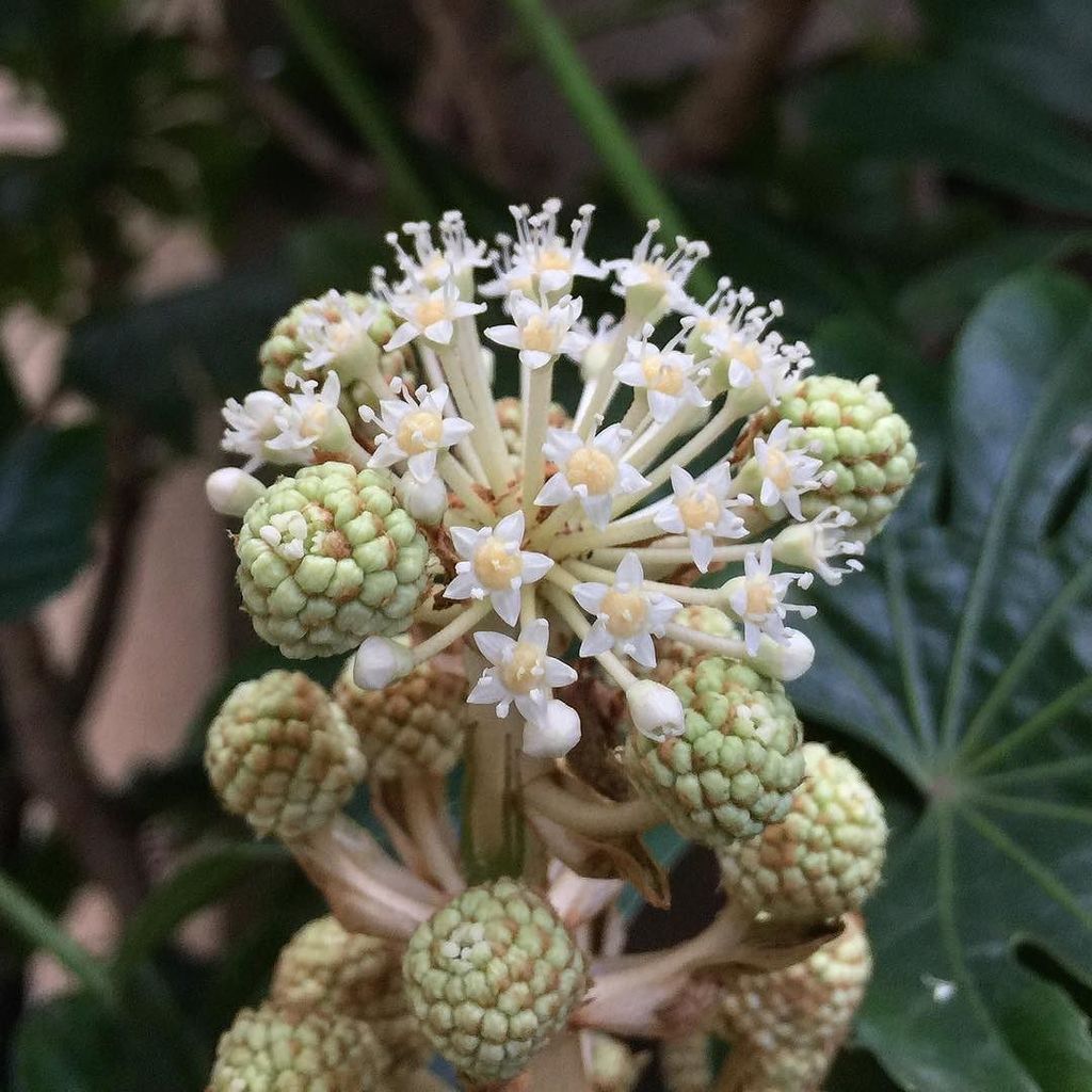Kazuhisa Sakabe 玄関先のヤツデが花を咲かせ始めています ヤツデ 花 Japansesaralia Flower T Co Dt8ex2wzwk Kazuhisa Sakabe 玄関先のヤツデが花を咲かせ始めています ヤツデ 花 Japansesaralia Flower T Co Dt8ex2wzwk