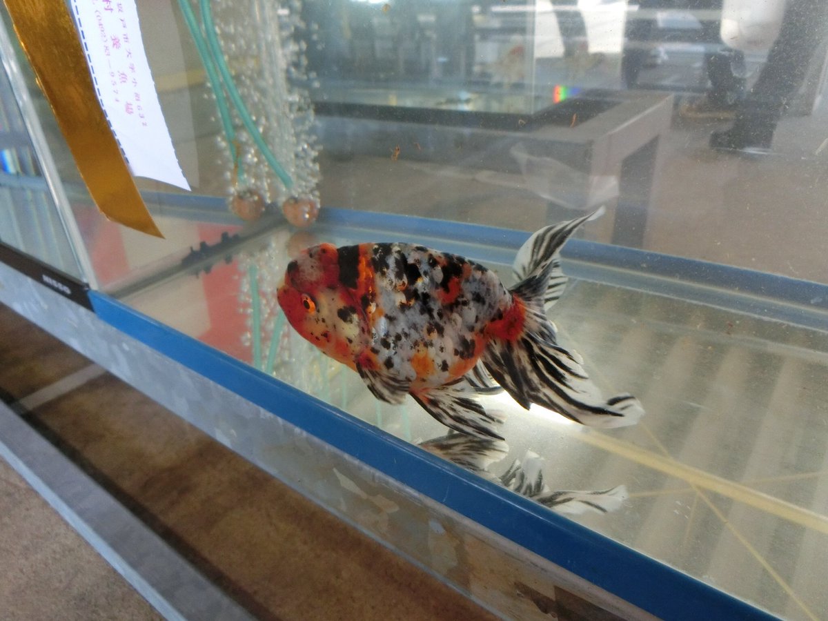 らんちう飼育係 らんちゅう体型は この子かな 確か 志村さんの京錦 顔つきと配色が良かったです 肉瘤の出も 尾は捲れてますけど 目を引きました 値が付いてなかった気がするので 売りには出てなかったのかも T Co Sy95qmmggv らんちう飼育係 らんちゅう体型は この子かな 確か 志村さんの京錦 顔つきと配色が良かったです 肉瘤の出も 尾は捲れてますけど 目を引きました 値が付いてなかった気がするので 売りには出てなかったのかも T Co Sy95qmmggv