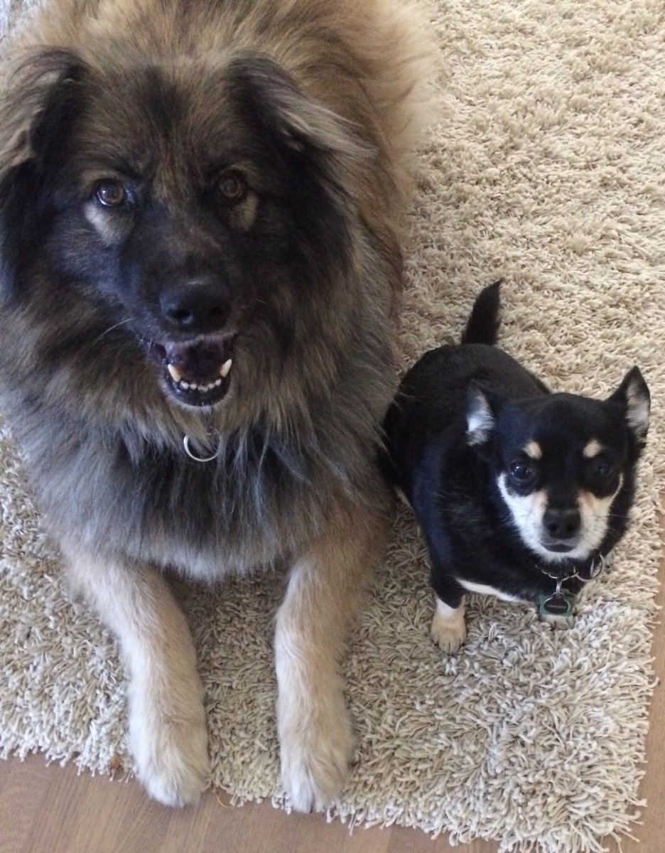 I wish people could love each other the way #dogs do. Dogs see commonalities, why do people see differences?