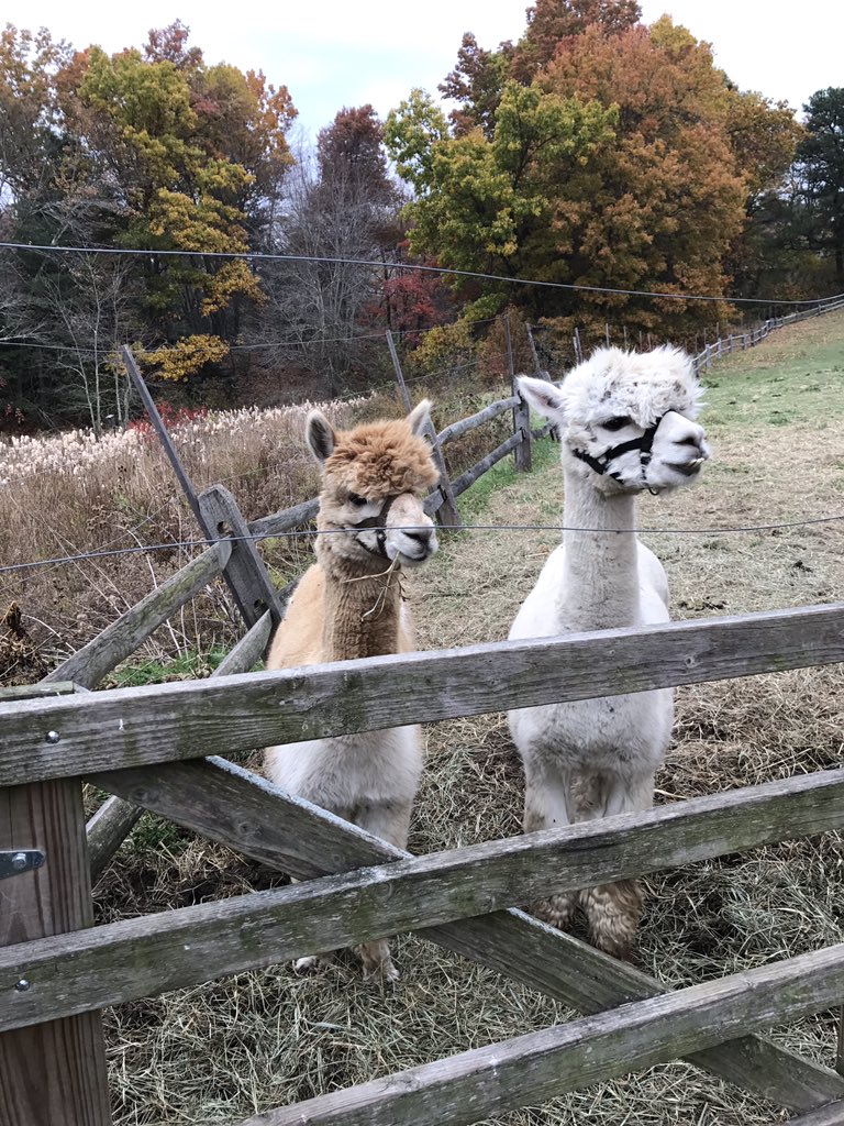 4th grade trip to the Simsbury farm!@BSTEMhartford <a href="/MrRichT1P/">Tyrone Richardson</a> #bstemhartford