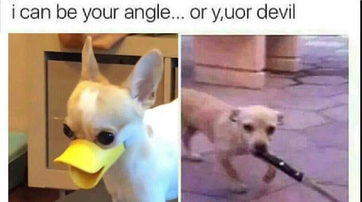 Farrah Moan Well Here S A Chihuahua Meme Of The Day I Guess