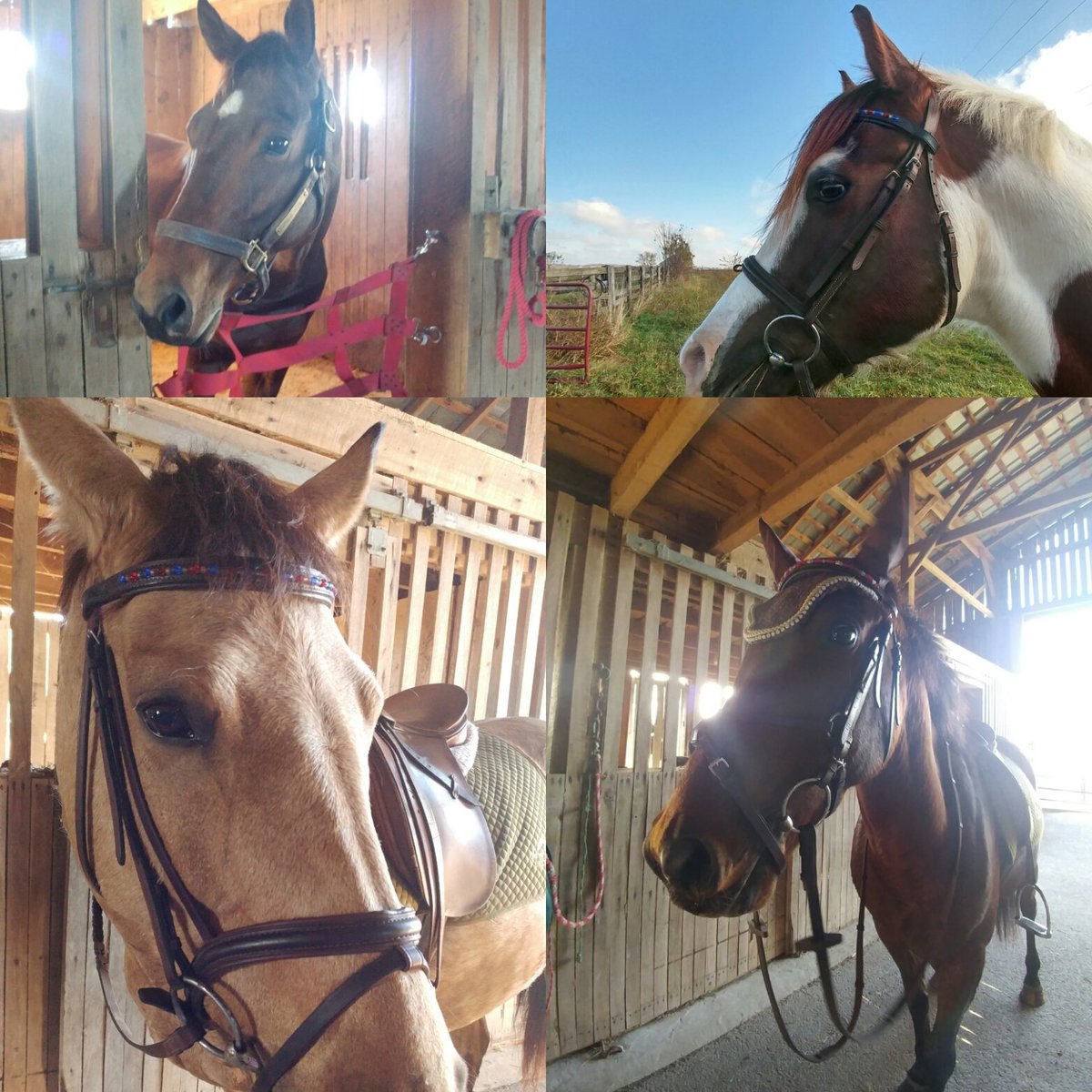 #RebelsHeartbreaker #AChangeOfFate #Whisky #ProudRoyal #RetiredRacehorseProject2017 #OTTB #BittergreenFarm