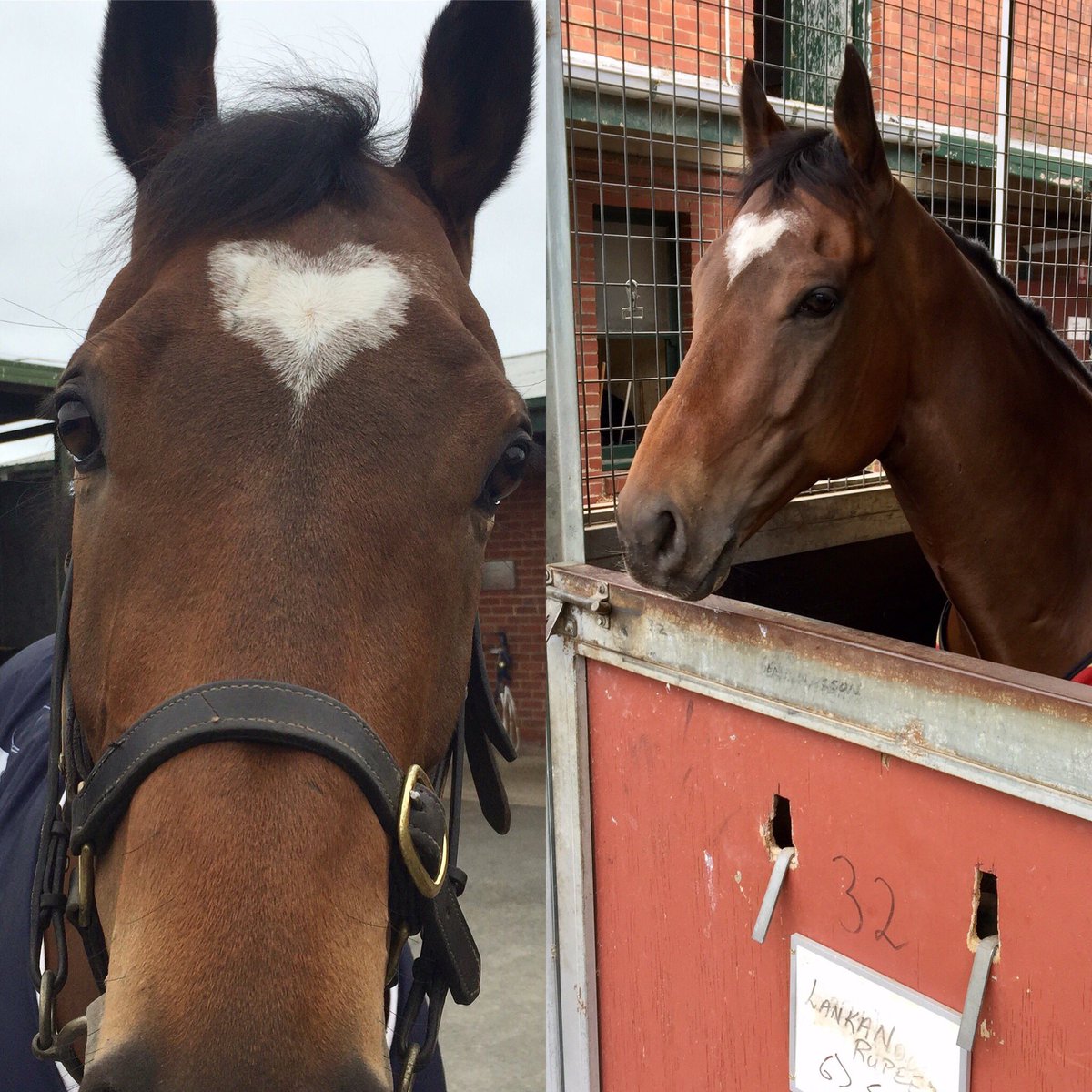 This morning I worked on my poses for the camera 📷📷📷🐎🐎🐎