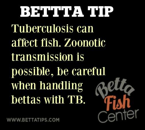 BettaFishCenter's tweet photo. #BettaTip https://t.co/V89gE5Djbn