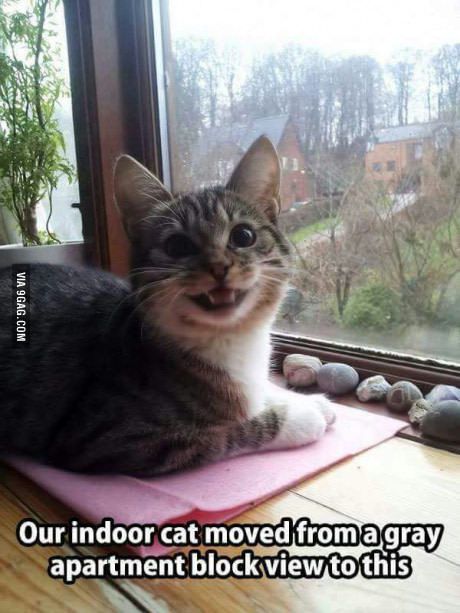 amilestoneprop's tweet photo. Make your cat happy. Move into #AMilestoneProperty. π #furryfriends https://t.co/Jfy1EWiNqO