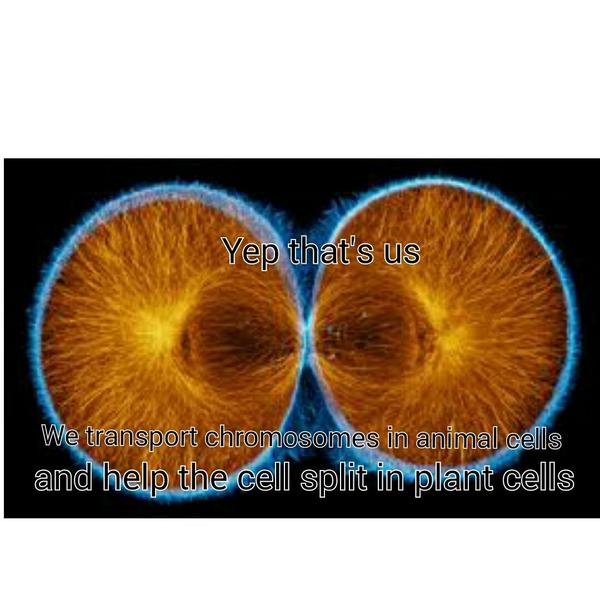 BEcytoskeleton's tweet photo. We help cell division. Without us you will NOT be here! #cellvote16 @bulleribio https://t.co/qsDjSwPMxA