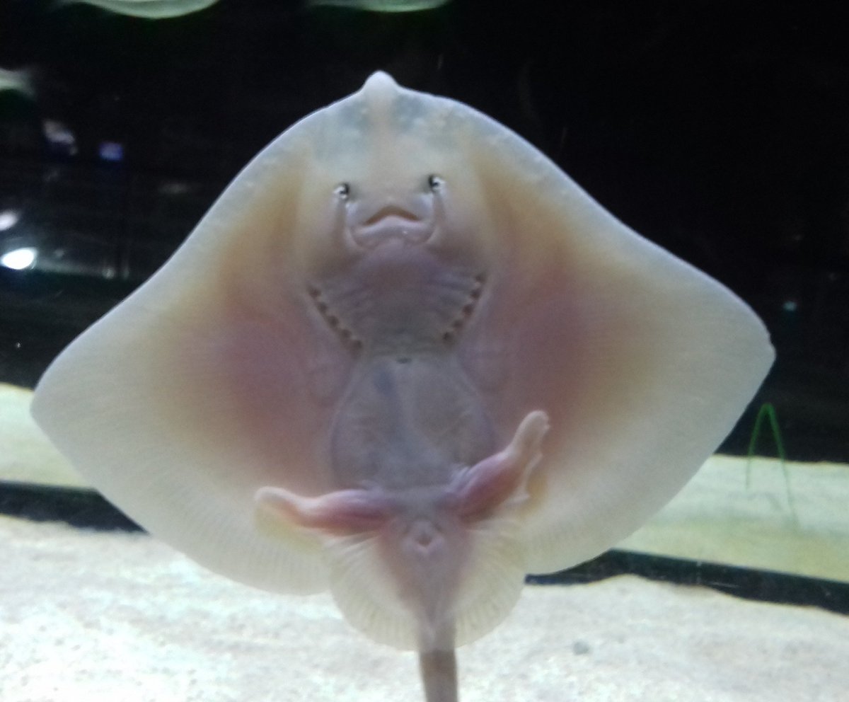 jensinstincts's tweet photo. Best way to celebrate #FlatSharkFriday with this gorgeous baby #ray - such an adorable little ravioli!! https://t.co/zwuIOr9Dxv