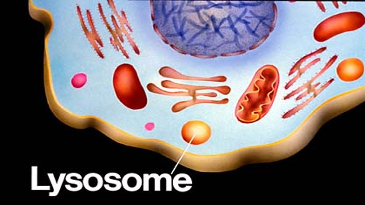 vacuolesforpres's tweet photo. Vacuole's function in animal cells is equivalent to lysosome's because they both break down large molecules! #cellvote16 @bulleribio https://t.co/fnChVwyW4f