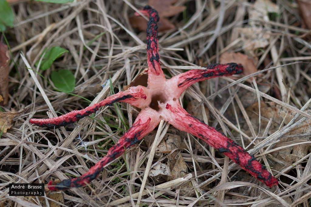 Heb er jaren over gedaan maar vandaag eindelijk gevonden, de inktviszwam. Ben er #blij mee. Rode lijst en #zeldzaam. Gevonden in #Drenthe
